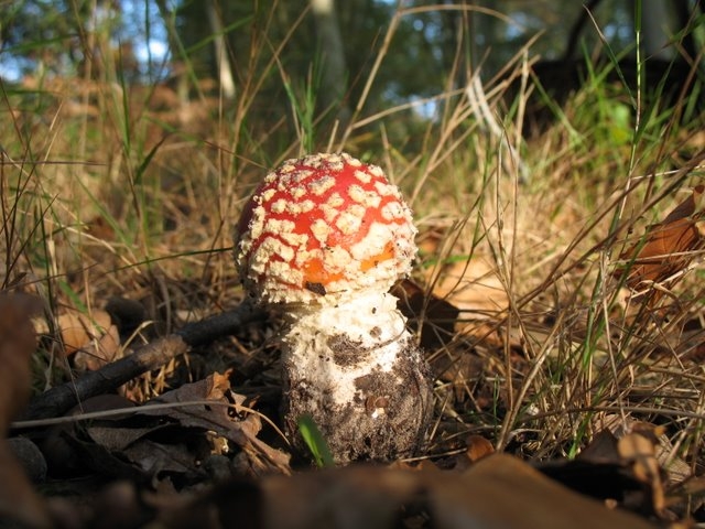 Amanite tue mouche 002